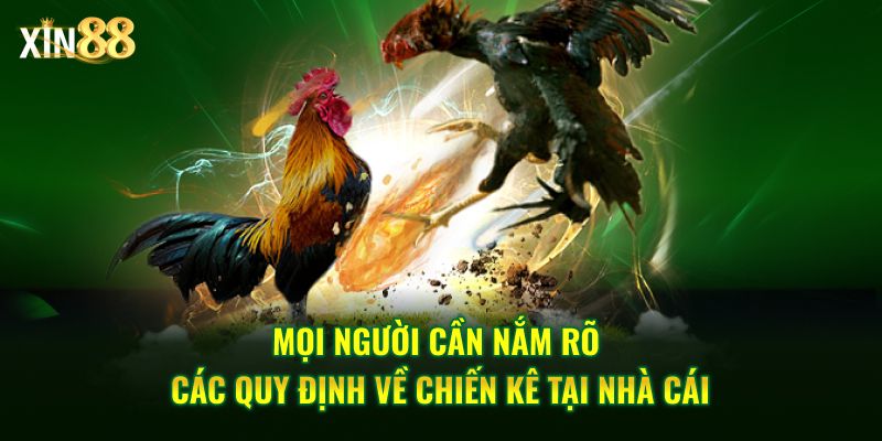 đá gà cựa sắt 3