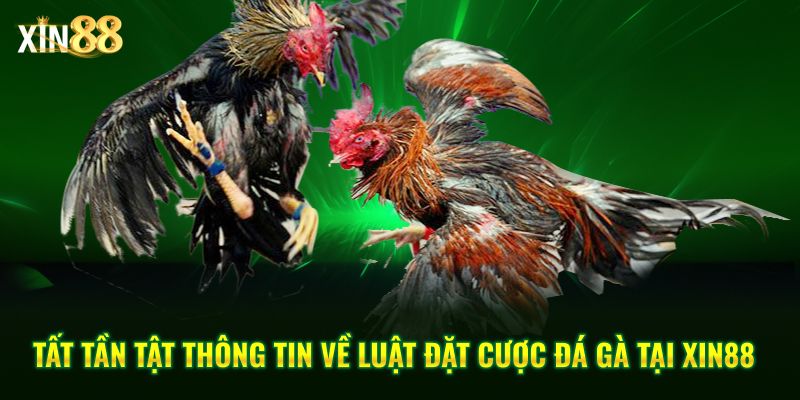 luật dặt cược đá gà 1