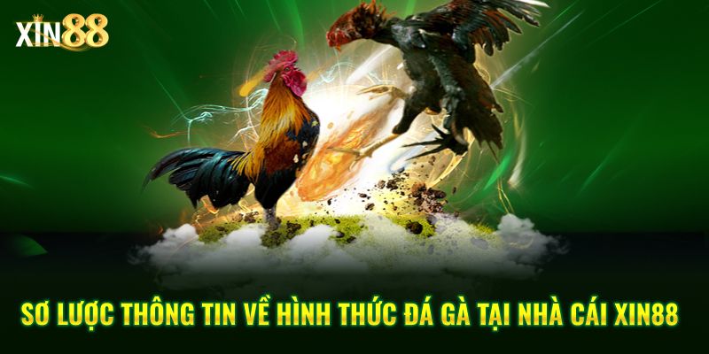 luật đặt cược đá gà 2