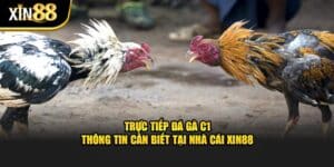 Trực tiếp đá gà c1